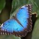 Výstava tropických motýlů ve skleníku Fata Morgana 